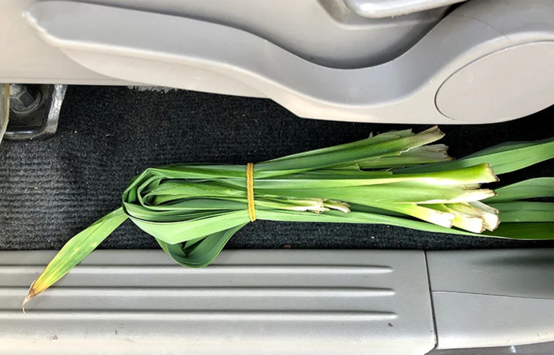 Sử dụng lá dứa để xử lý mùi hôi trong xe hơi